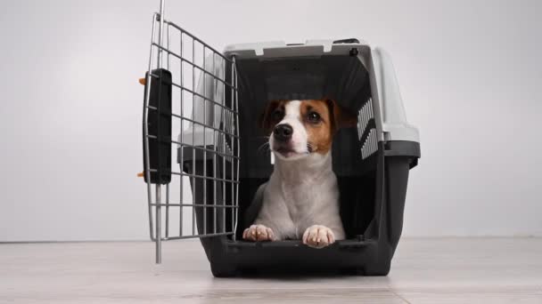 Jack Russell Terrier Hund Kommer Plast Reselåda — Stockvideo