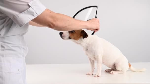 獣医師は手術後ジャック ラッセル テリアの犬にプラスチック製のコーンカラーをつけて — ストック動画