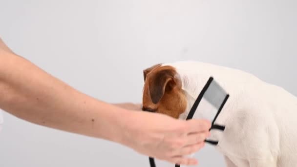 Veterinario Pone Collar Cono Plástico Perro Jack Russell Terrier Después — Vídeos de Stock
