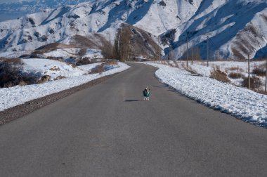 Örgü kazaklı Jack Russell Terrier köpeği kar kaplı dağların arasında yol boyunca koşar.