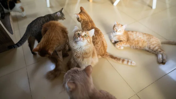 Group Cats Cat Cafe Charity Space — Stock Photo, Image