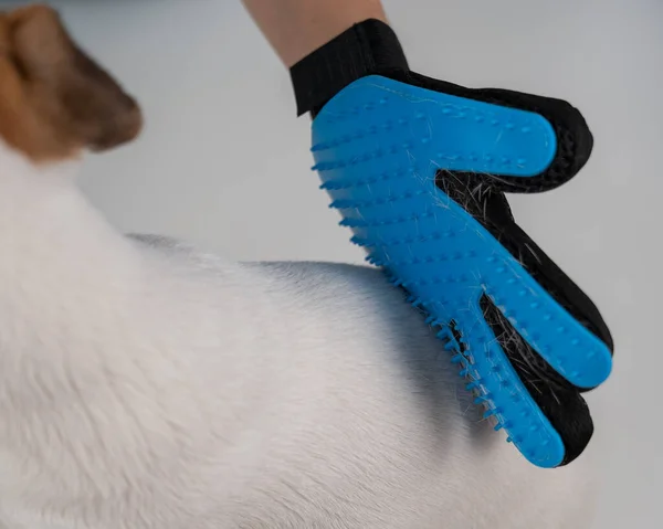 Veterinario Peinando Perro Jack Russell Terrier Con Guante Especial — Foto de Stock