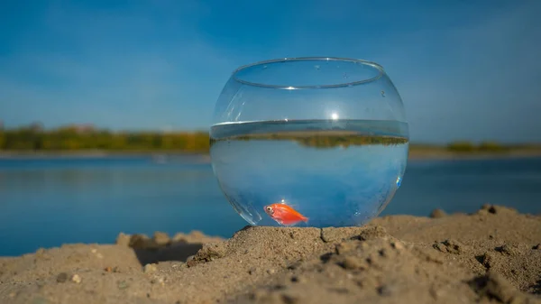 Ein Rundes Aquarium Mit Einem Goldfisch Steht Sand Des Sees — Stockfoto