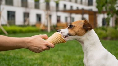 Bir kadın sıcak yaz gününde Jack Russell Terrier köpeğini dondurma külahıyla besliyor.
