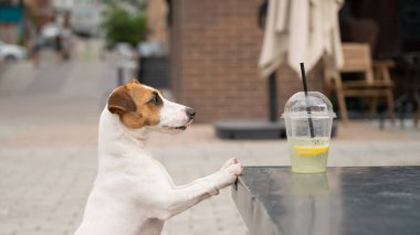 Jack Russell Terrier köpeği ve bir bardak limonata..