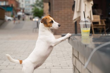 Jack Russell Terrier köpeği ve bir bardak limonata..