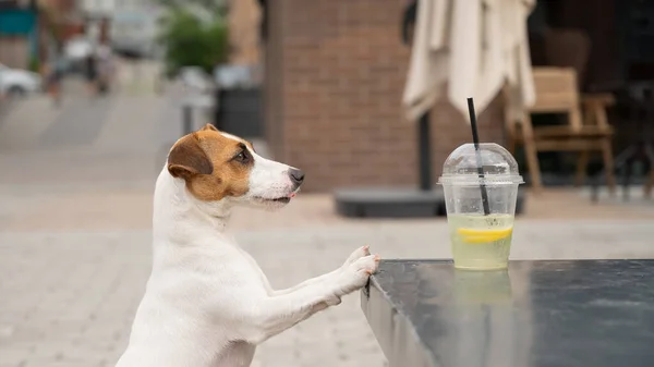 stock image Jack russell terrier dog with a plastic glass of lemonade.