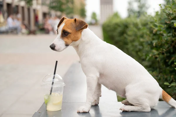 stock image Jack russell terrier dog with a plastic glass of lemonade.