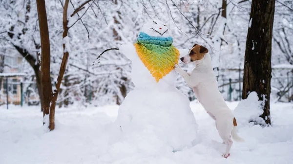 Pes Jack Russell Teriér Chodí Zimě Ulici Sněhulák Šále — Stock fotografie