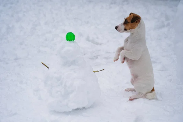 ジャック ラッセル テリア冬に屋外で雪だるまを作る犬 — ストック写真