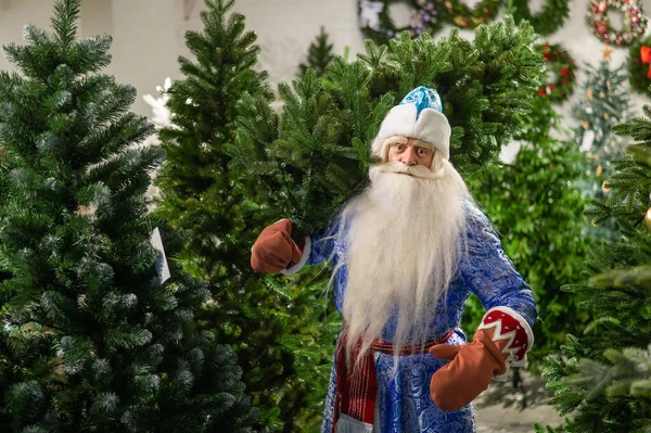Russe Santa Claus Achète Arbre Noël Dans Magasin — Photo