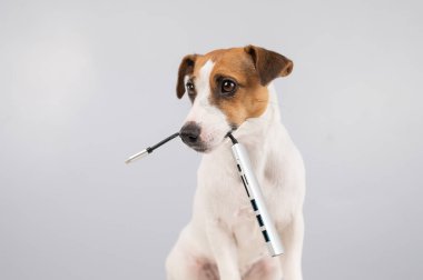 Jack Russell Terrier köpeği bizi ağzında tutuyor.