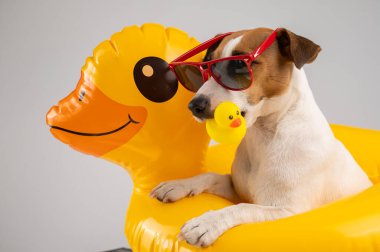 Jack Russell Terrier 'ın güneş gözlüklü köpeği şişme dairede beyaz arka planda plastik bir ördek tutuyor.. 
