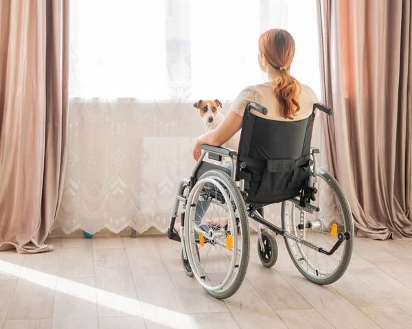 Mulher Caucasiana Cadeira Rodas Segurando Jack Russell Terrier Cão Frente — Fotografia de Stock