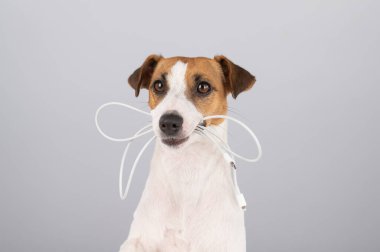 Jack Russell Terrier köpeği beyaz bir arka planda dişinde C tipi bir kablo tutuyor.