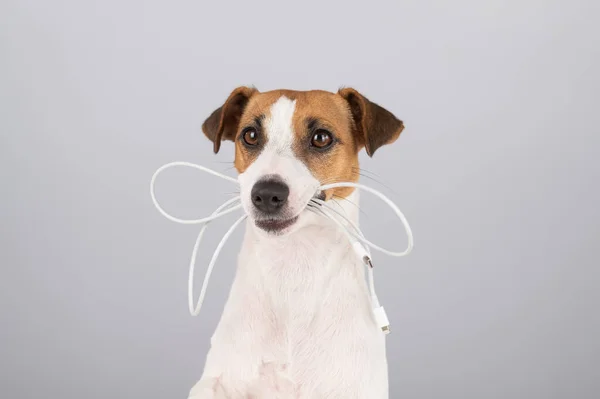 Jack Russell Cão Terrier Segurando Cabo Tipo Seus Dentes Fundo — Fotografia de Stock