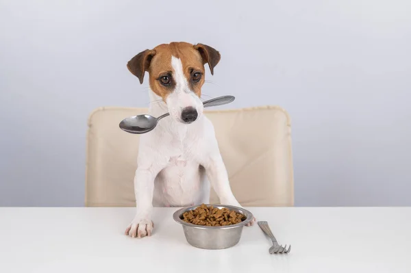 Jack Russell Terrier Cão Senta Uma Mesa Jantar Com Uma — Fotografia de Stock
