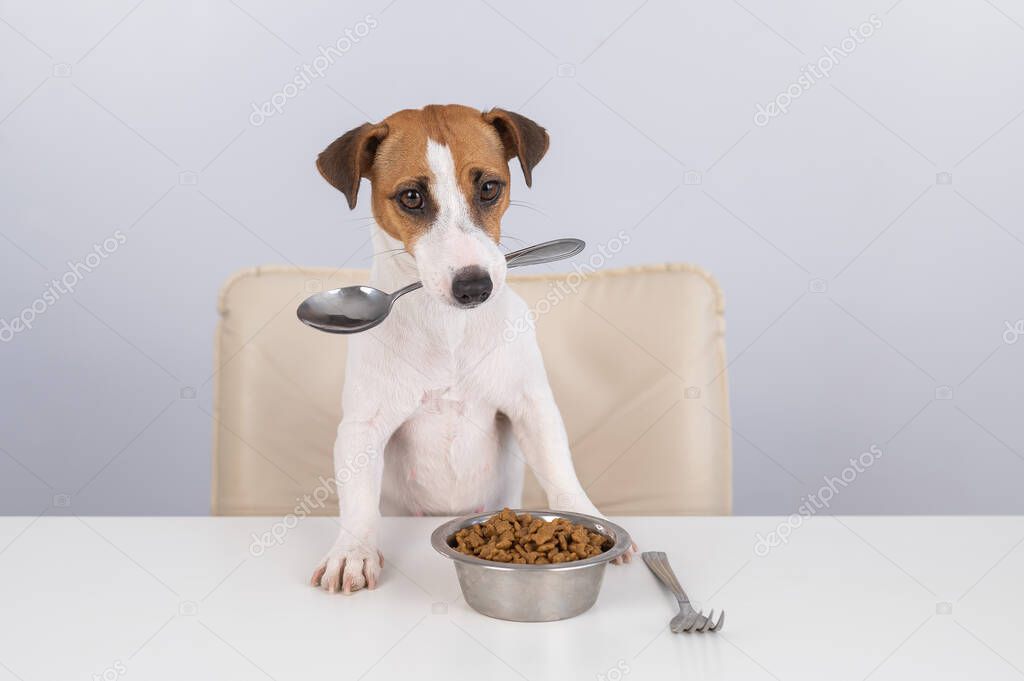Jack Russell Terrier Köpeği Elinde Bir Kase Kuru Yemekle Yemek | Stok  fotoğrafçılık ©inside-studio | Telifsiz resim #624522504