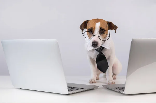 Jack Russell Terrier Chien Dans Des Lunettes Une Cravate Trouve — Photo