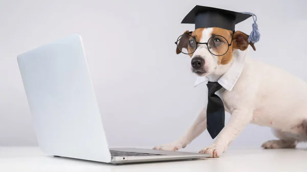 Pies Jack Russell Terrier Ubrany Okulary Krawat Czapkę Akademicką Pracuje — Zdjęcie stockowe