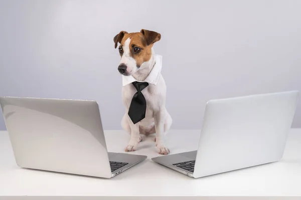 Dog Jack Russell Terrier Dressed Tie Sits Two Laptops White — Stock Photo, Image