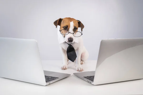 Jack Russell Terrier Chien Dans Des Lunettes Une Cravate Trouve — Photo