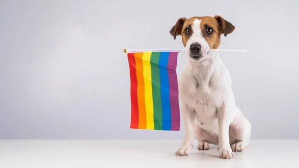 Jack Russell Terrier Perro Sosteniendo Una Bandera Del Arco Iris —  Fotos de Stock