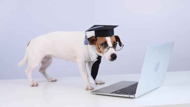 Jack Russell Terrier Hond Gekleed Een Stropdas Een Academische Pet — Stockvideo
