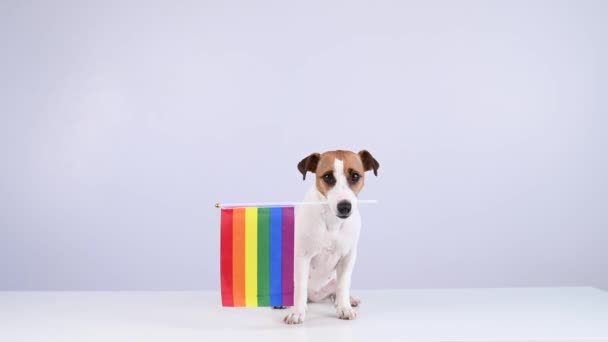 Jack Russell Terrier Köpeği Beyaz Arka Planda Ağzında Gökkuşağı Bayrağı — Stok video