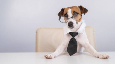 Köpek Jack Russell Terrier kravat takmış ve gözlük takmış bir masada oturuyor.
