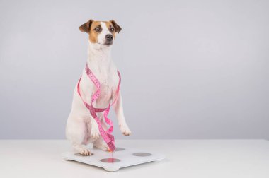 Köpek Jack Russell Teriyer bir mezura üzerinde duruyor.