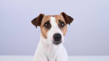 Beyaz arka planda sevimli Jack Russell Terrier köpeğinin yakın plan portresi.