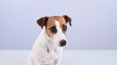Beyaz arka planda sevimli Jack Russell Terrier köpeğinin yakın plan portresi.