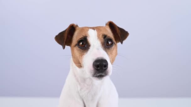 白い背景にかわいいジャックRussellテリア犬のクローズアップポートレート — ストック動画
