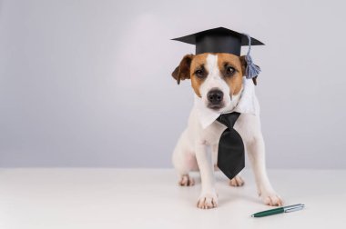 Jack Russell Terrier kravatlı ve akademik şapkalı bir köpek beyaz bir masada oturuyor.