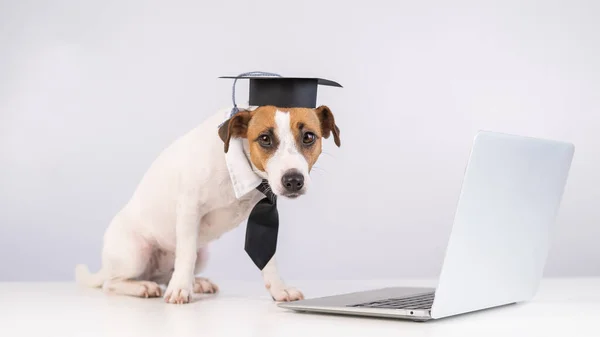 Jack Russell Terrier Perro Vestido Con Corbata Gorra Académica Trabaja —  Fotos de Stock