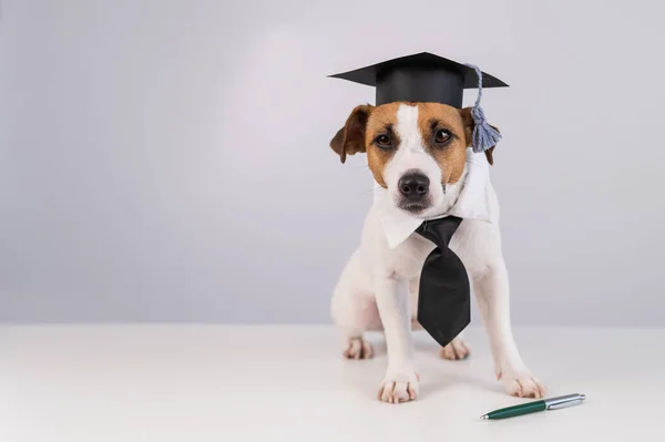 Jack Russell Terrier Hond Met Stropdas Academische Pet Zit Een — Stockfoto