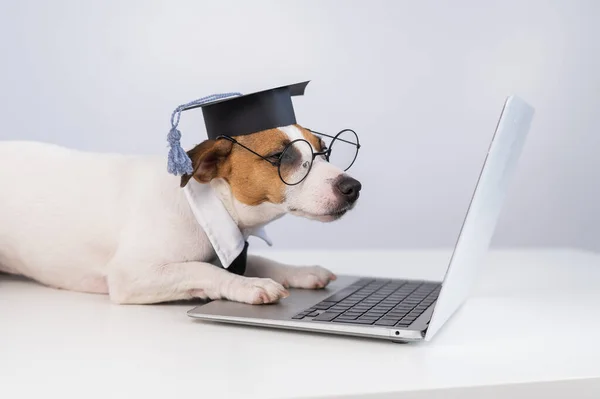Jack Russell Terrier Hond Gekleed Bril Een Stropdas Een Academische — Stockfoto
