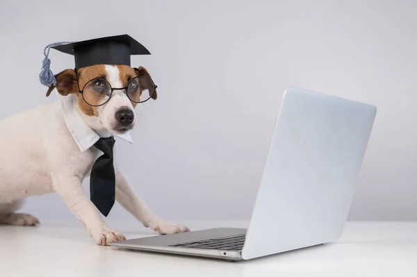 Jack Russell Terrier Hond Gekleed Bril Een Stropdas Een Academische — Stockfoto