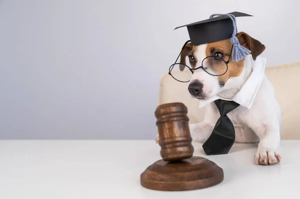 Dog Jack Russell Terrier Een Pak Van Een Rechter Met — Stockfoto