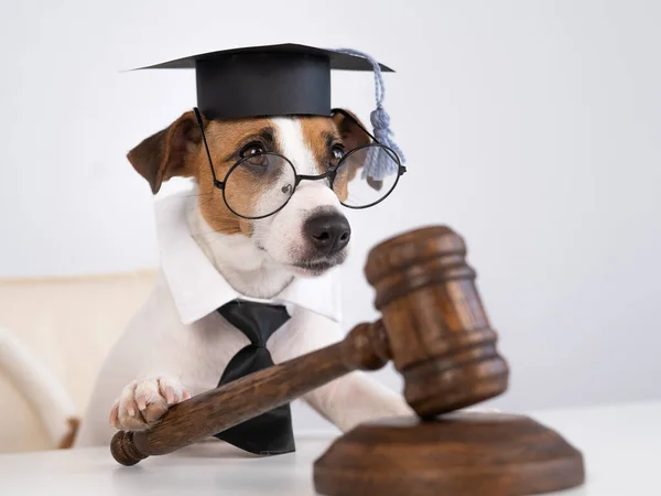 Pies Jack Russell Terrier Przebrany Sędziego Trzymający Młotek Białym Tle — Zdjęcie stockowe