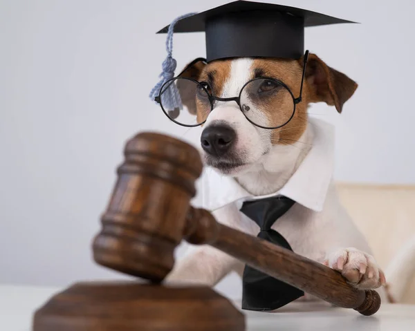 Dog Jack Russell Terriër Verkleed Als Rechter Met Een Hamer — Stockfoto