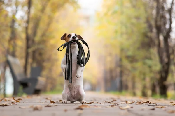Собака Терьер Джека Рассела Держит Поводок Прогулки Осеннем Парке — стоковое фото