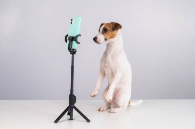 Jack Russell Terrier köpeği akıllı telefondan canlı yayın yapıyor.