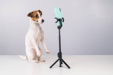 Jack Russell Terrier köpeği akıllı telefondan canlı yayın yapıyor.