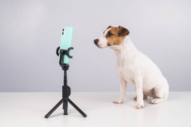 Jack Russell Terrier köpeği akıllı telefondan canlı yayın yapıyor.