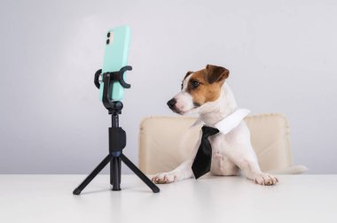 Kravatlı köpek Jack Russell Terrier masaüstü yayınlarında akıllı telefondan canlı yayında oturuyor.