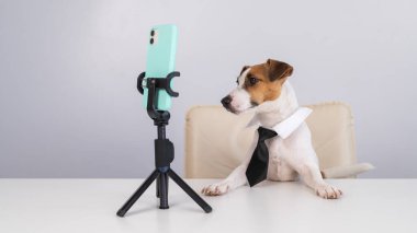 Kravatlı köpek Jack Russell Terrier masaüstü yayınlarında akıllı telefondan canlı yayında oturuyor.