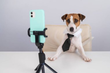 Kravatlı köpek Jack Russell Terrier masaüstü yayınlarında akıllı telefondan canlı yayında oturuyor.
