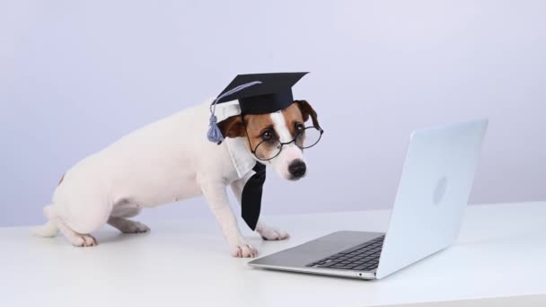 身着眼镜 领带和学术帽的杰克罗素特里耶的狗在白色背景的笔记本电脑前工作 — 图库视频影像